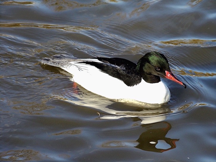 goosander